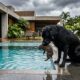 Cachorro Salva Uma Vida E Mulher Descobre Ao Ver Câmera Da Piscina