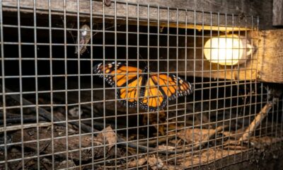 Borboleta presa é salva após mulher ouvir som de asas e encontrar abrigo escondido