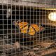 Borboleta presa é salva após mulher ouvir som de asas e encontrar abrigo escondido