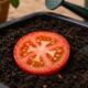 Uma rodela de tomate pode iniciar várias mudas em casa