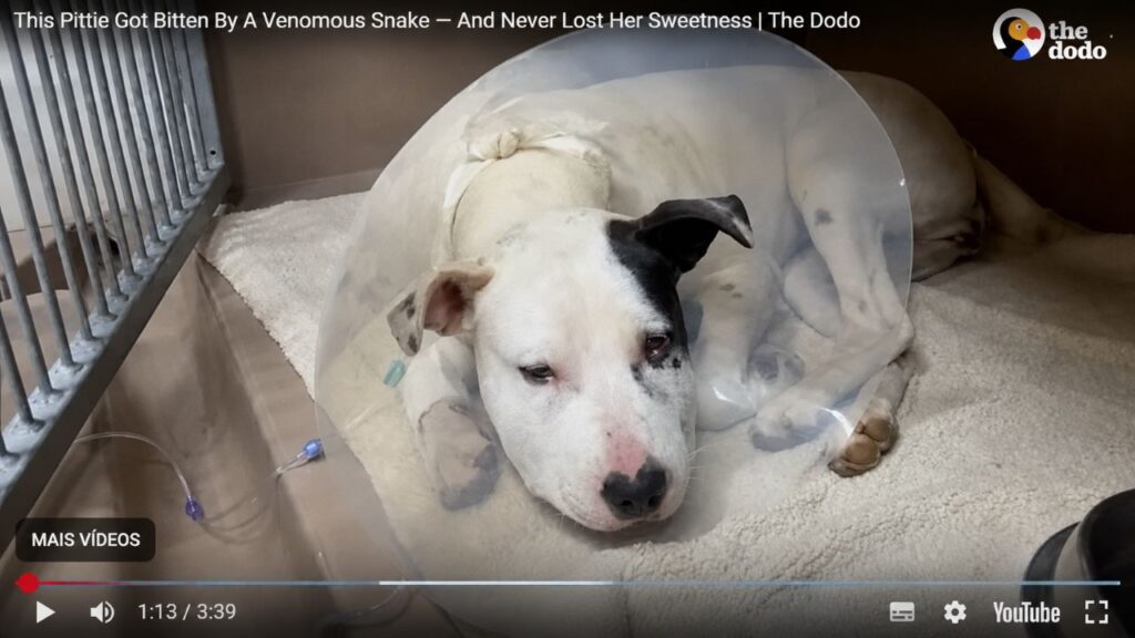 Essa pitbull foi mordida por uma cobra venenosa e continuou doce