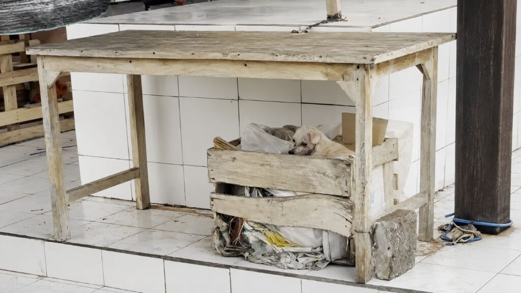 Bebê abandonado em lata de lixo espera que alguém perceba que precisa de ajuda