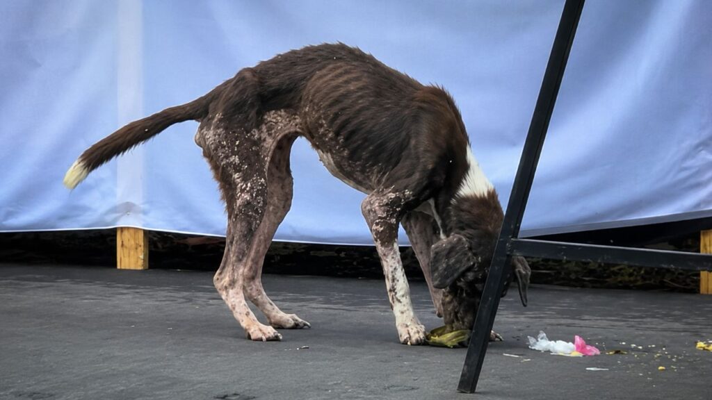 Cão magro Pittie Mix é resgatado após procurar comida no lixo das ruas
