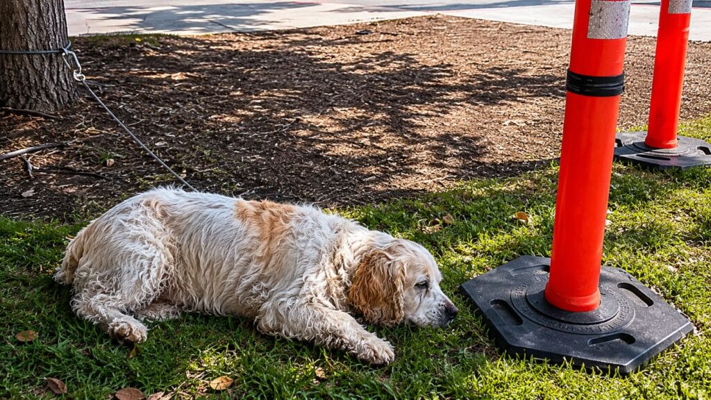 Mulher encontra cachorro idoso abandonado ao lado de cone e faz resgate emocionante