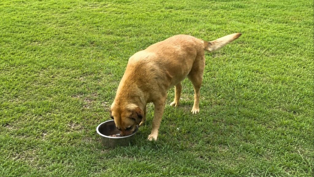 Cão Buckwheat leva tigela de comida para a casa ao lado e surpreende sua tutora