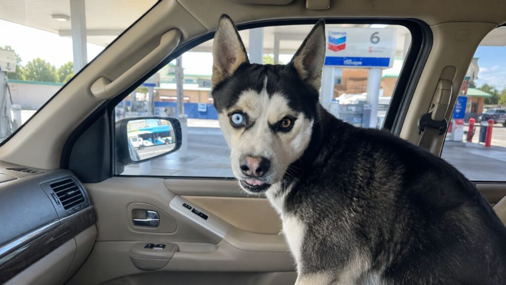 Husky escapa de casa e acaba em outro país em aventura surpreendente
