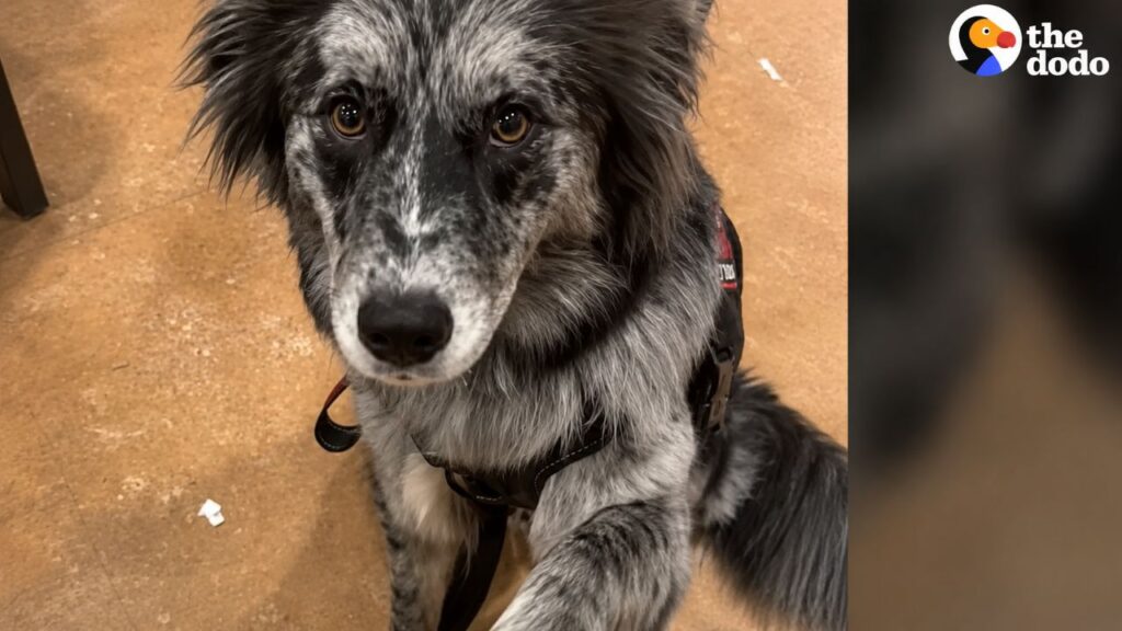 A verdadeira história dos cães de serviço e de como eles transformam vidas todos os dias