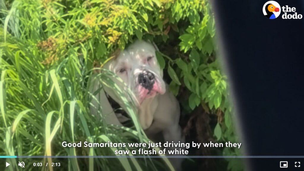 Cão pitbull sem-teto comove ao brincar com crianças pela primeira vez