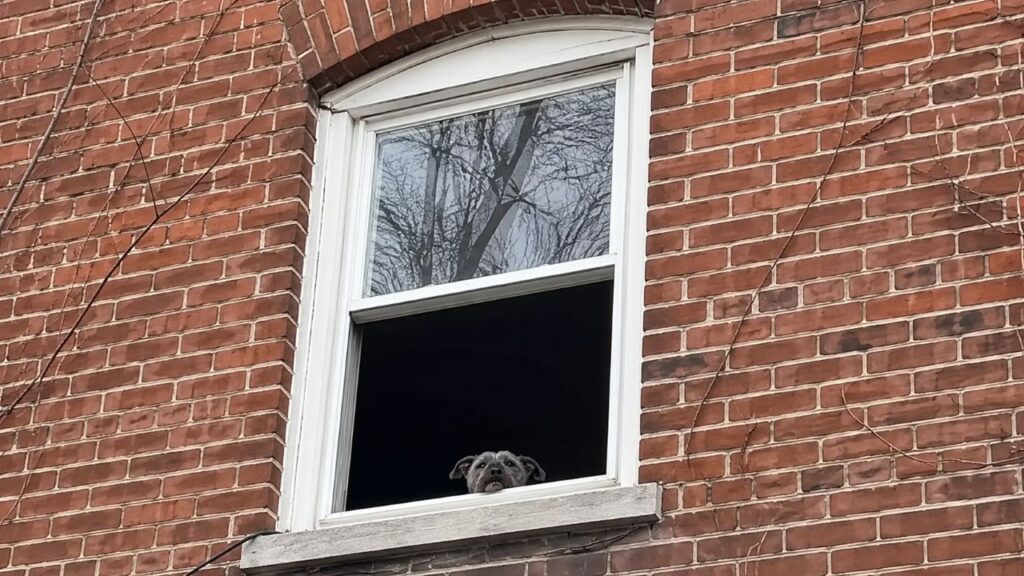 Cachorro Oscar Mayer é salvo após aparecer na janela de casa abandonada