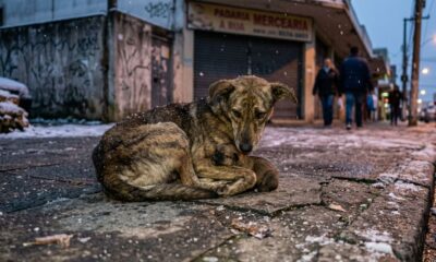 Cachorro de rua protege bebê do frio extremo e emociona resgate animal