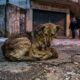 Cachorro de rua protege bebê do frio extremo e emociona resgate animal