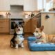 Corgi mal-humorado consola o irmãozinho doente após visita ao veterinário