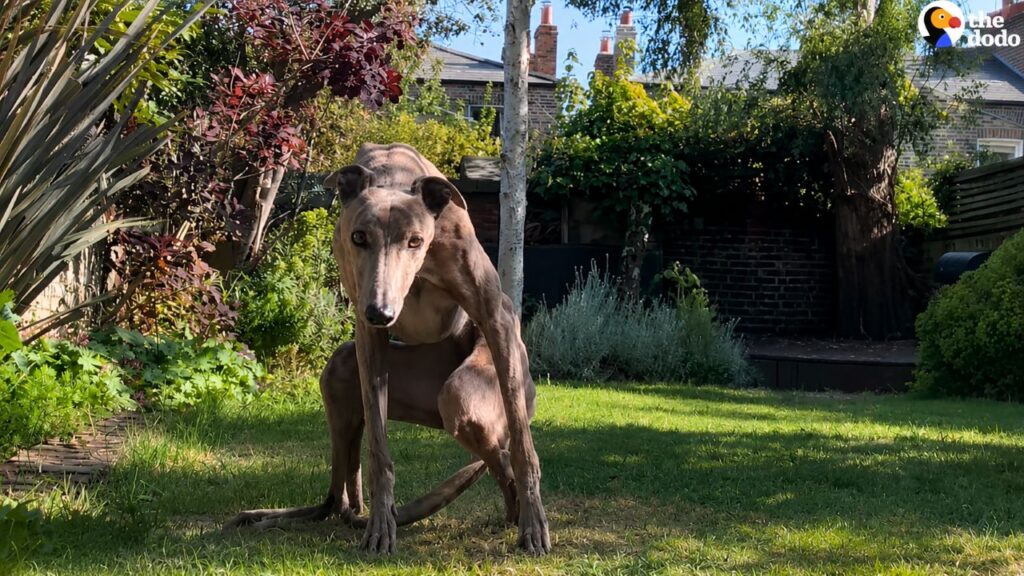 Galgo de corrida paralisado tem nova chance e aprende a andar novamente