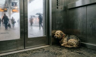 Animal de estimação peludo é descoberto escondido em elevador de estação