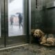 Animal de estimação peludo é descoberto escondido em elevador de estação