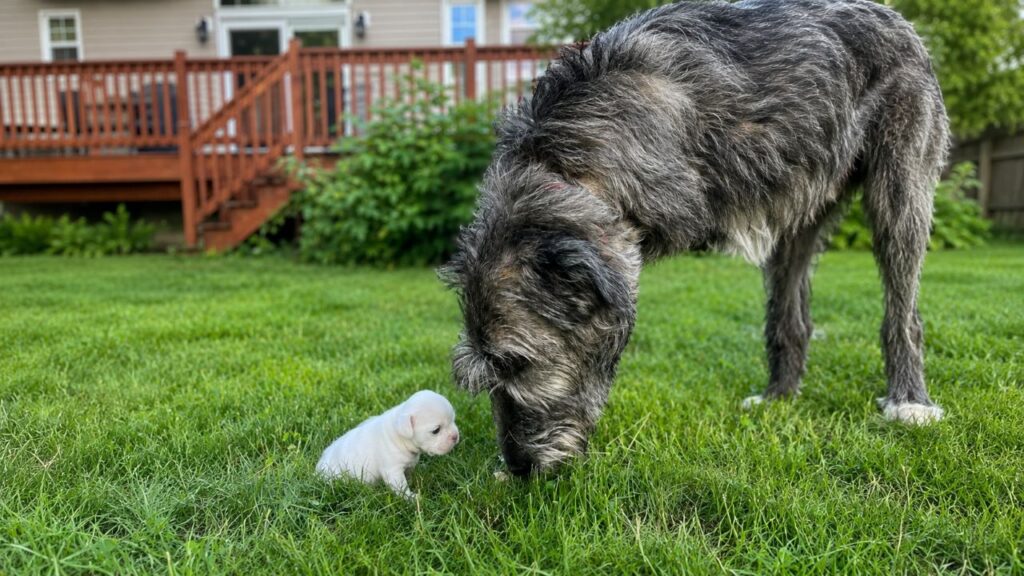 Gigante peludo visita um abrigo de animais diariamente e muda vidas