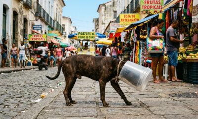 Cão de rua fica 7 dias preso em pote e tem rosto adorável revelado no resgate