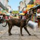 Cão de rua fica 7 dias preso em pote e tem rosto adorável revelado no resgate