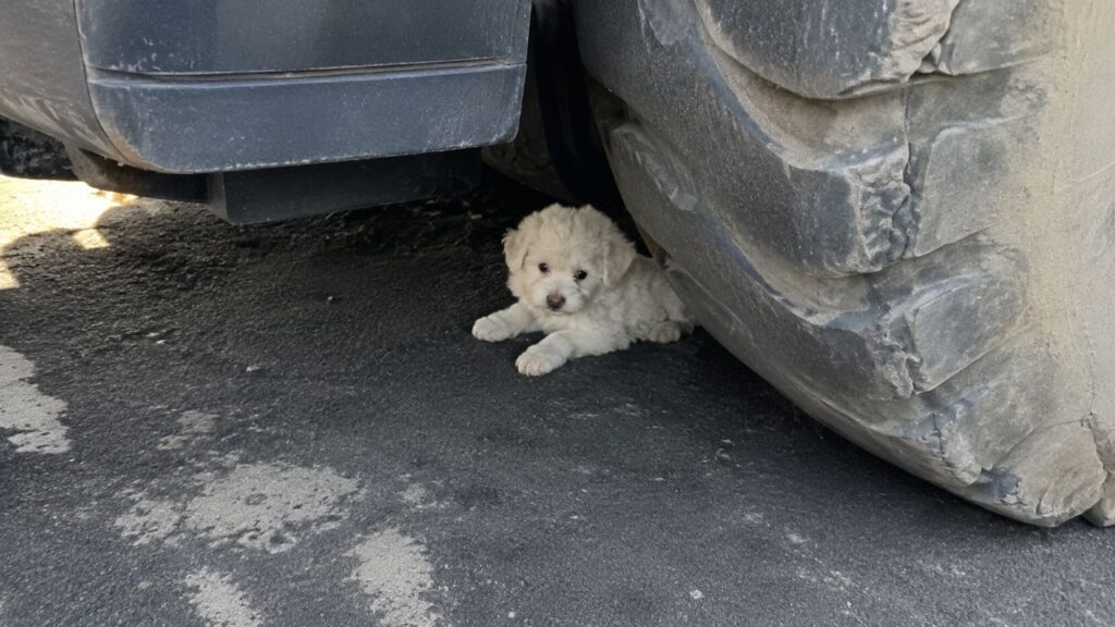 Um cachorrinho é encontrado embaixo de um caminhão após mulher confundi-lo com lixo