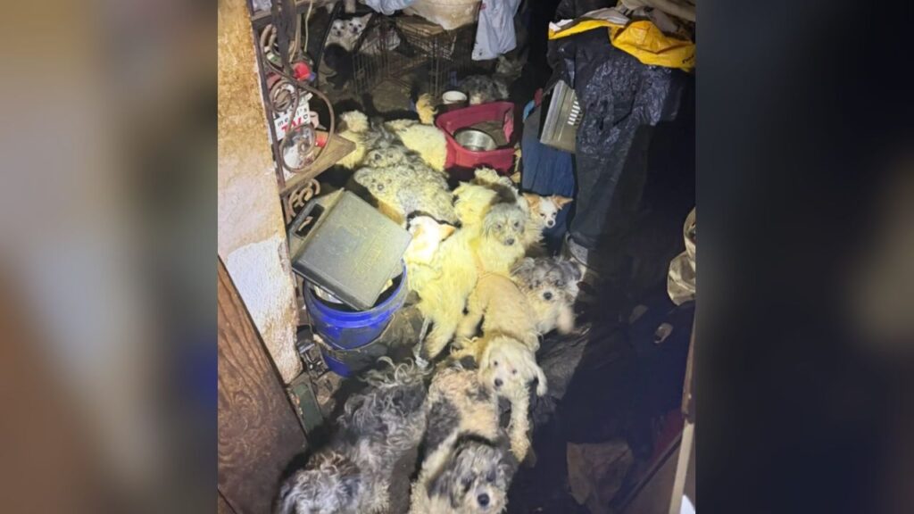 Equipes de resgate usam lanternas e resgatam 47 cães de casa abandonada