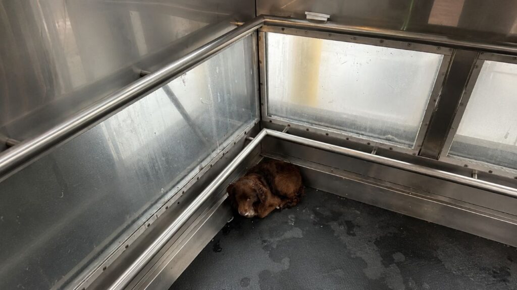 Animal de estimação peludo é descoberto escondido em elevador de estação