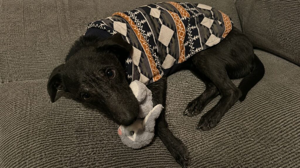 Cão Goofy se transforma após ganhar suéter em resgate emocionante