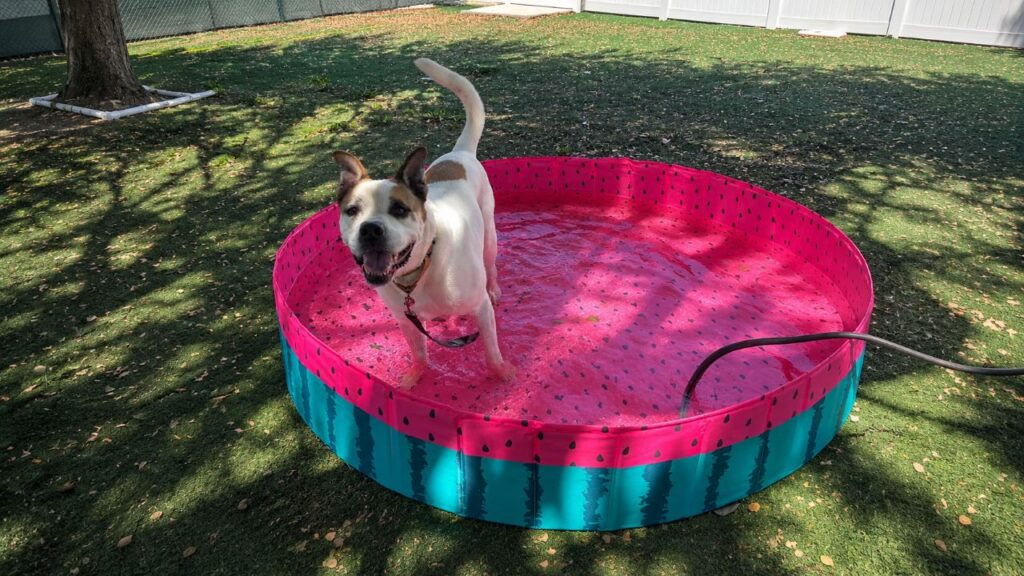 Louie, o cão de assistência do abrigo que aguarda um lar há mais de 1.000 dias