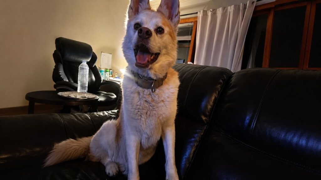 Husky passa 6 anos em abrigo por causa dos dentes e finalmente vai para casa