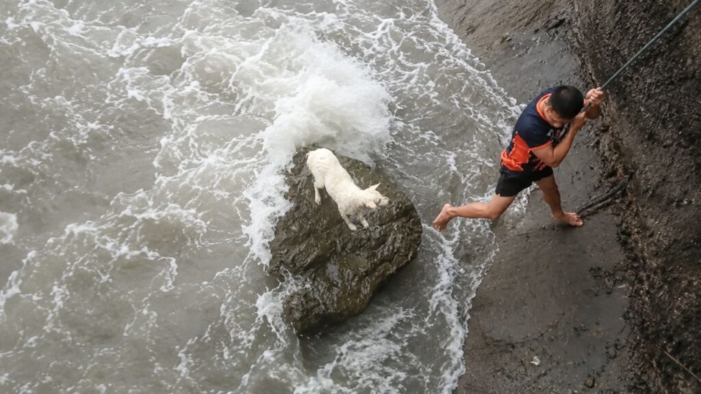 Cachorro encalhado em costa rochosa sobrevive após resgate na maré alta