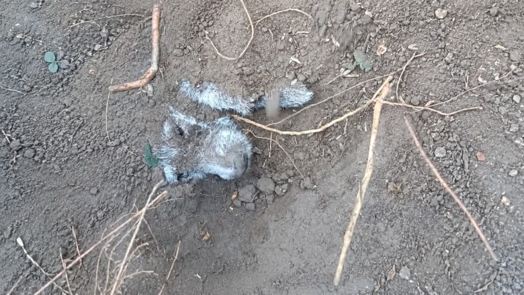 Krakka, a cachorrinha encontrada enterrada viva depois que irmão farejou toca de coelho
