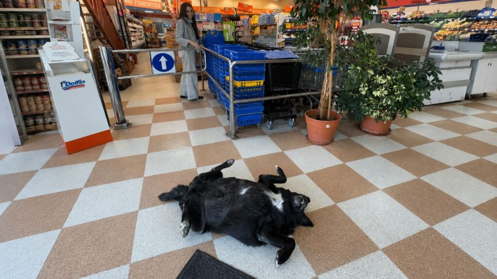Motorista freia ao ver cachorro imóvel e encontra surpresa comovente