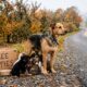 Pequena família de cães abandonada em pomar corre até carro para pedir ajuda