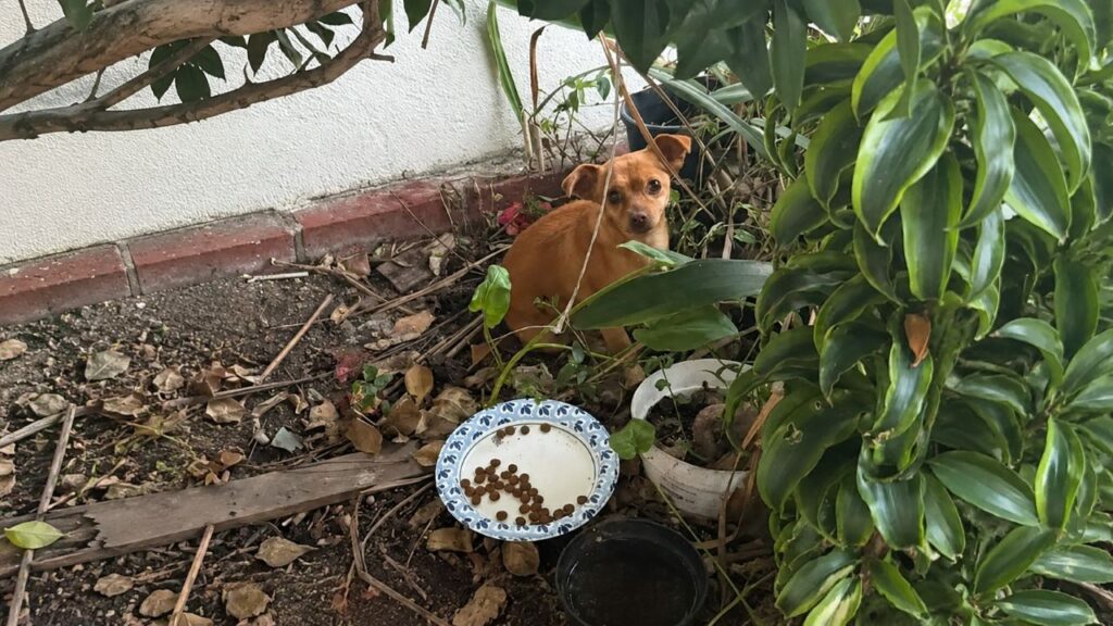 Cadela “congelada” em arbustos tem identidade descoberta após resgate