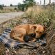 Cadela é encontrada em uma vala protegendo filhote recém-nascida