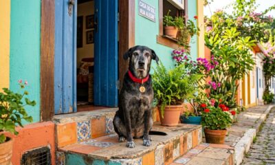 Cadela de abrigo fica grisalha e recebe uma chance após 7 anos