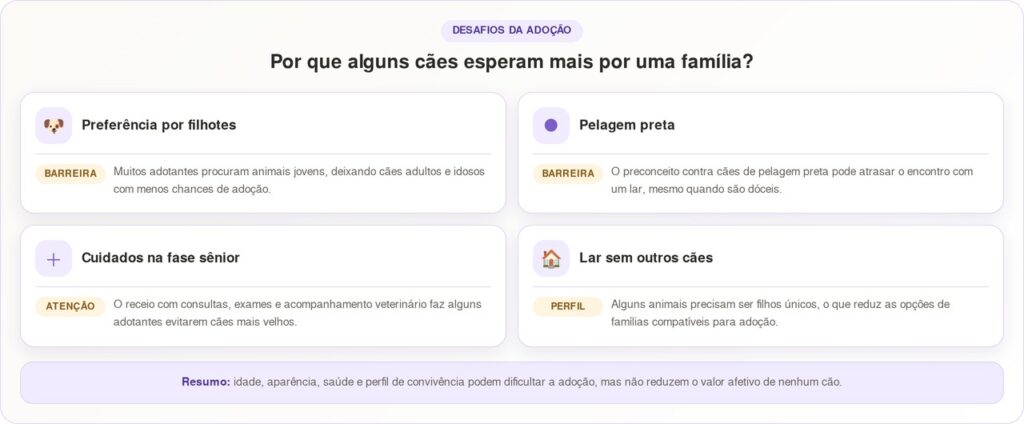 Cadela de abrigo fica grisalha e recebe uma chance após 7 anos