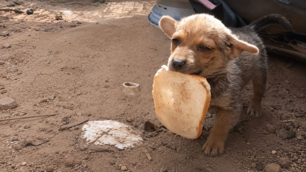 Cachorro abandonado comove ao oferecer pedaço de pão aos socorristas