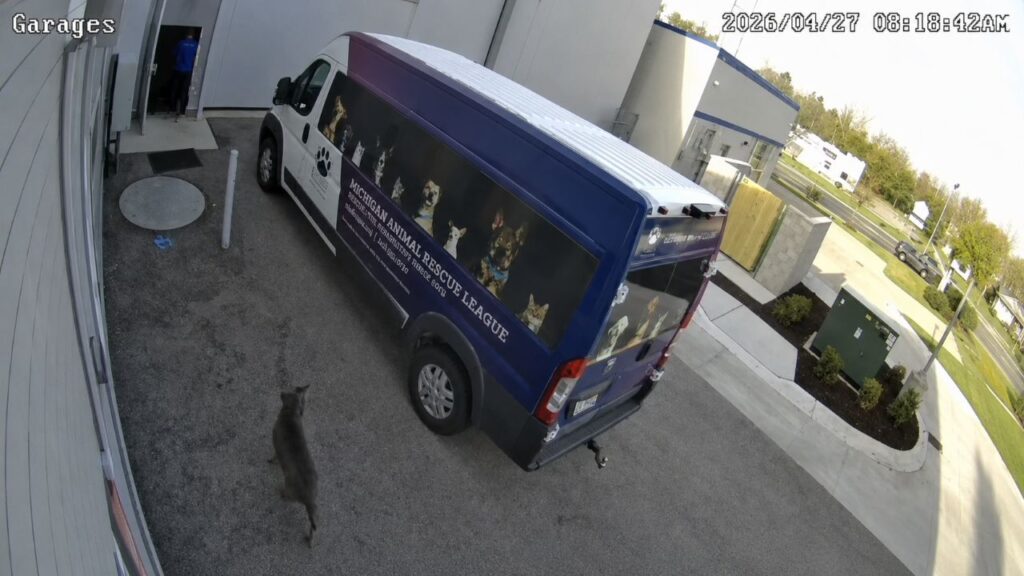 Cadela Diamond chega sozinha a abrigo de animais e surpreende equipe de resgate