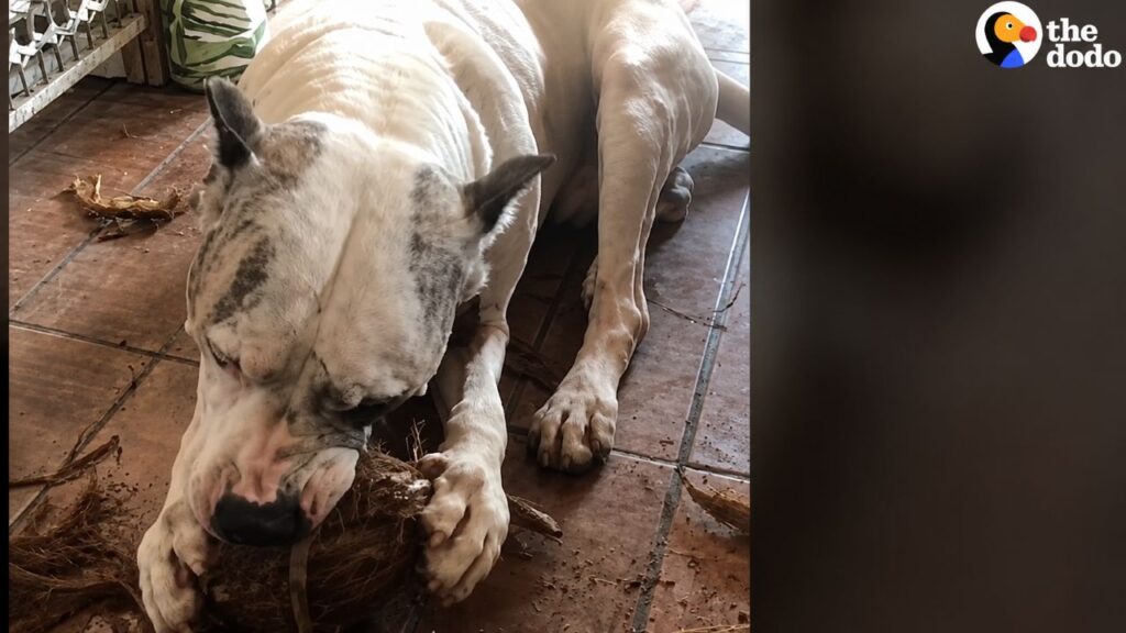 Cão que só tinha um coco para brincar ganha uma maratona de compras de brinquedos