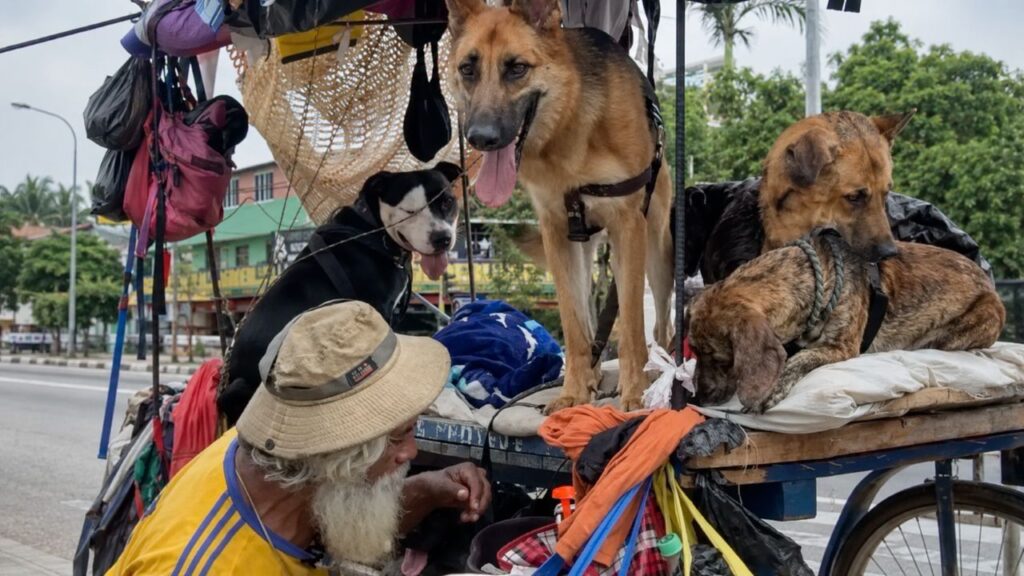 Homem bondoso transforma cães abandonados em sua família nas ruas