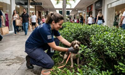 Cão escondido em arbustos de shopping movimentado é salvo por resgatista