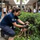 Cão escondido em arbustos de shopping movimentado é salvo por resgatista