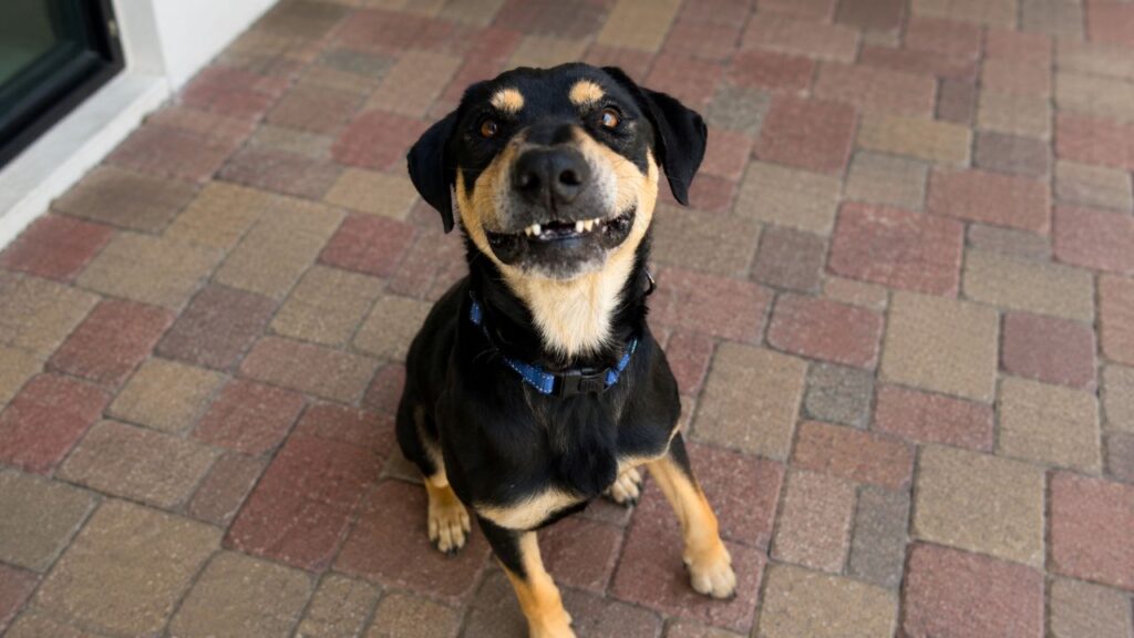 Cão de abrigo usa chapéu de caubói para esperar nova família