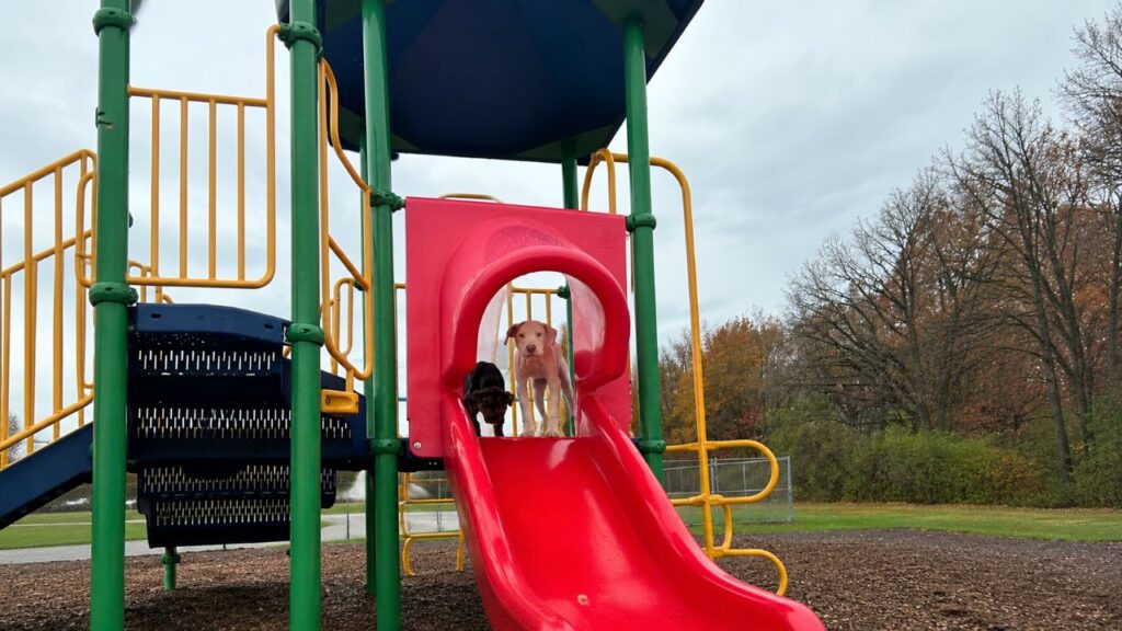 Mulher encontra bebês abandonados em um parque infantil