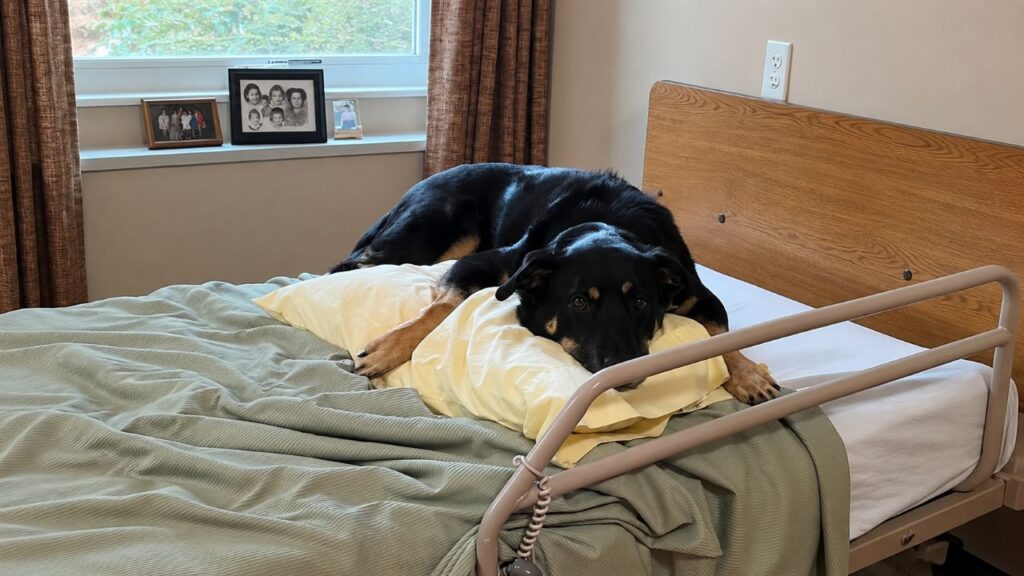 Cachorro misterioso invade asilo e se instala confortavelmente
