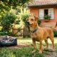 Transformação canina mostra como Freddy recuperou a vida com cuidado e amor