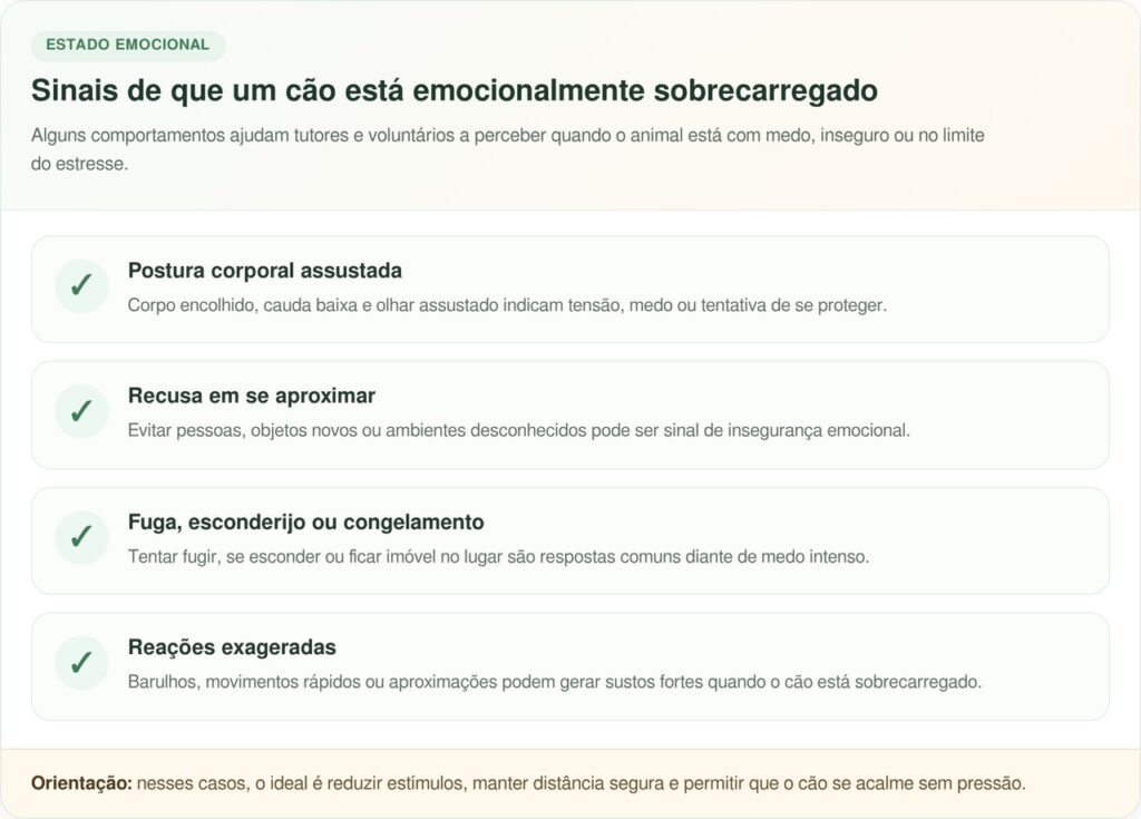 Pastor alemão apavorado aprende a confiar graças a uma comunidade inteira