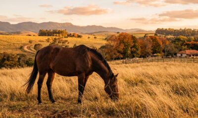Cavalo ferido surpreende ao se recuperar após chance zero de sobrevivência
