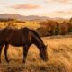 Cavalo ferido surpreende ao se recuperar após chance zero de sobrevivência