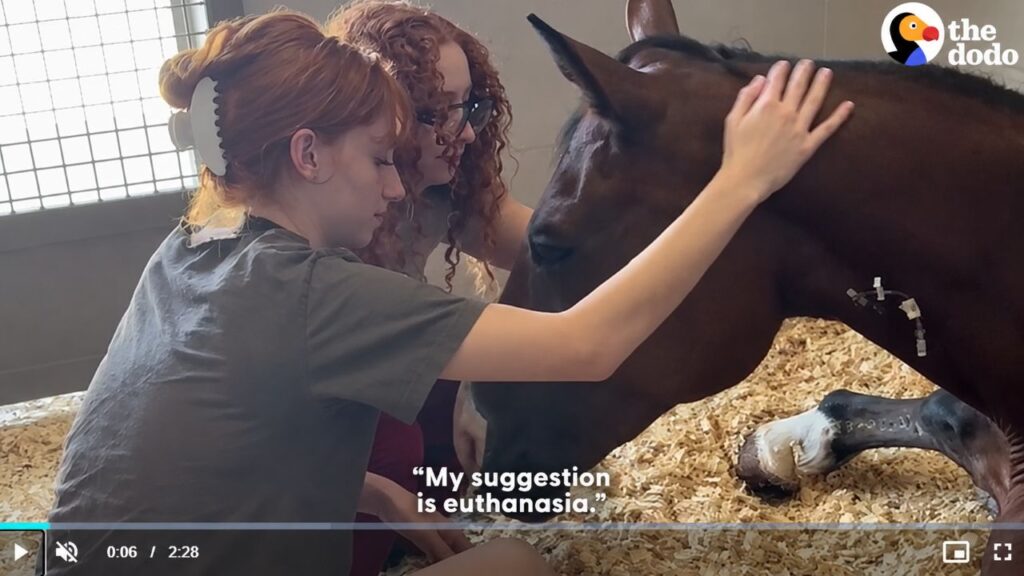 Cavalo ferido surpreende ao se recuperar após chance zero de sobrevivência